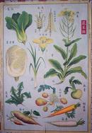 50年代生产知识挂图(二)食用植物--蔬菜类.2开