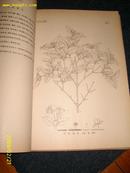 中国北部植物图志（河北及其邻省） 1.2.3册  （1931.1933.1934）