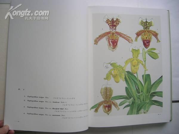 超大型精装本 兰花谱 日本平凡社 一函两册全 解说付