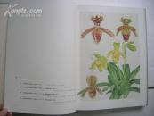 超大型精装本 兰花谱 日本平凡社 一函两册全 解说付