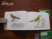 精品60年小连环画册书《保护和发展山区的经济鸟类》印刷精美，印量1000册，好品，包真