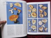 Mushrooms of North America（英语原版 平装本）北美蘑菇