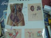 人体解剖挂图 泌尿系统 2/1塑膜版