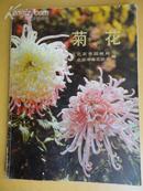 菊花【园林艺术之精选菊花品种赏析】