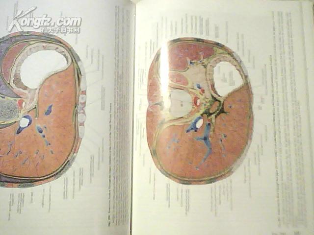 Carmine D Clemente AnatoMY（洋红D克莱解剖学）全彩图英文版