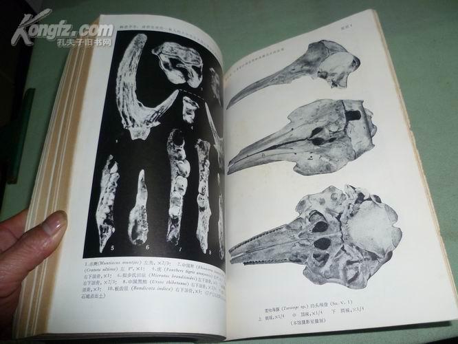 古脊椎动物与古人类【1978年有1.2.3.4.】4本