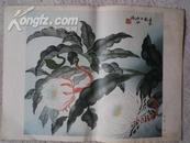 14 昙花  （印刷品）大约：25.7厘米*35.3厘米