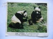珍稀动物：大熊猫、扬子鳄、东北虎、金丝猴图片