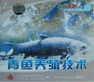 青鱼养殖技术