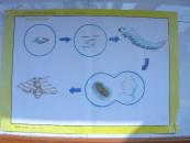 幼儿园系列教材教学挂图大班教本下册（常识）蚕（54号）