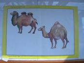幼儿园系列教材教学挂图大班教师参考用书下册（常识）骆驼（50号）