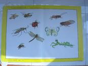幼儿园系列教材教学挂图大班教师参考用书下册（常识）昆虫（59号）