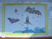 幼儿园系列教材教学挂图大班教本下册（常识）蝙蝠（60号）