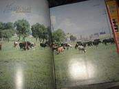 今日内蒙古畜牧业1949-1987年画册 精装
