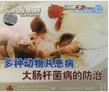鸡病防治方法，猪大肠杆菌病的防治方法