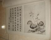 民国珂罗版画集：1934年《蒋南沙花卉册》蒋廷锡画集 8开