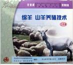 绵羊养殖技术