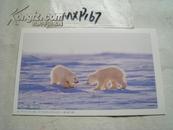【北极熊】明信片1枚--（MXP167）