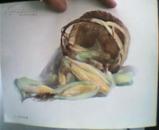 静物水彩写生散页 16开1-8无封套 8张 50-60年代