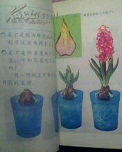 日本小学教科书——新理科3（小学3年级自然常识）彩色