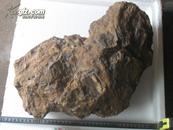 亿万年前旳己局部玉化的大块木化石40厘米.重近4-50斤