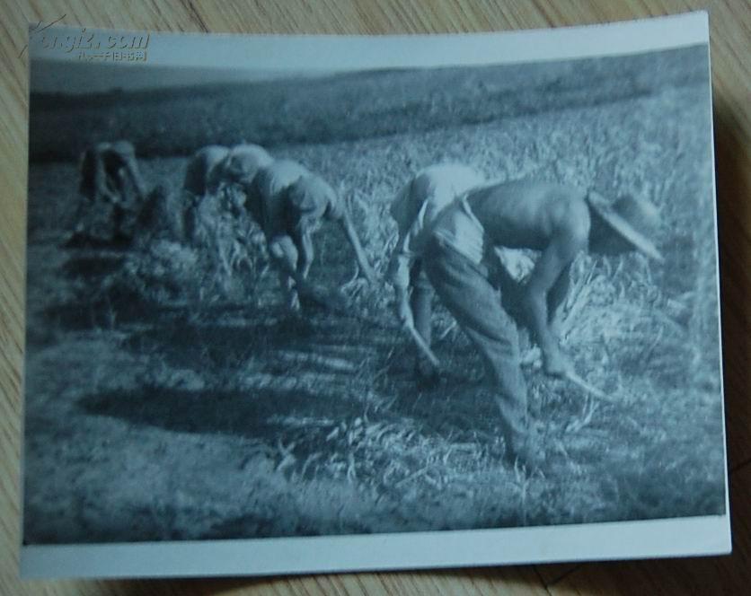 1950年代老照片1张：秋收到了，就帮助当地老乡秋收，图：帮助老乡割谷子（照片尺寸相当于6寸照片）