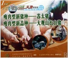瘦肉型新猪种，苏太猪的繁殖技术