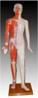 针灸模型 170cm高带解剖 人体针灸穴位模型 中医经络穴位模型