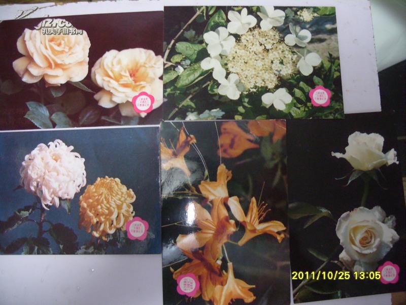 五张精美花卉明信片