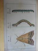 民国旧书                   古籍善本     中国棉作害虫。