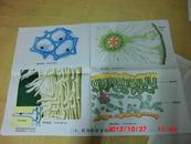 植物及植物生理教学挂图：植物的基本组织