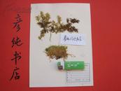 大兴安岭《植物标本》底为16开大小卡板纸  有某标本室标签 未标科名学名【19张合售】见描述！店内编号6号 