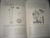 COMPARATIVE MORPHOLOGY OF FUNGI---英文版