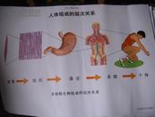 初中生物教学挂图（图8）：人体组成的层次关系（尺寸：75x52厘米）