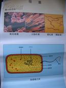 初中生物教学挂图（图61）：细菌（尺寸：75x52厘米）