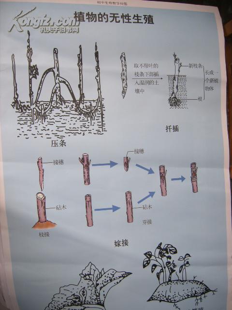 初中生物教学挂图（图50）：植物的无性生殖（尺寸：75x52厘米）