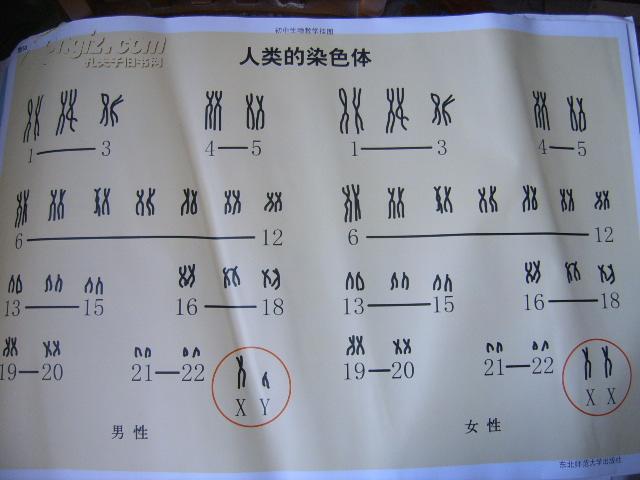 初中生物教学挂图（图53）：人类染色体（尺寸：75x52厘米）