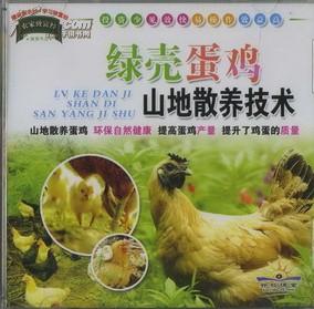 绿壳蛋鸡林地养殖方法，怎样养殖绿壳蛋鸡