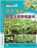 云南文山铁皮石斛种植技术，铁皮石斛温室大棚种植