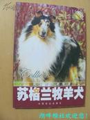 苏格兰牧羊犬