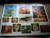 五年制小学课本语文第五册教学图片：富饶的西沙群岛（一）