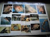 五年制小学课本语文第五册教学图片：富饶的西沙群岛（二）
