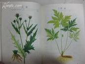 中草药手册..（64开，红塑封面，彩板草药插图，内有药方，很完整带语录不缺页）