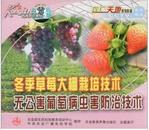 草莓种植技术资料