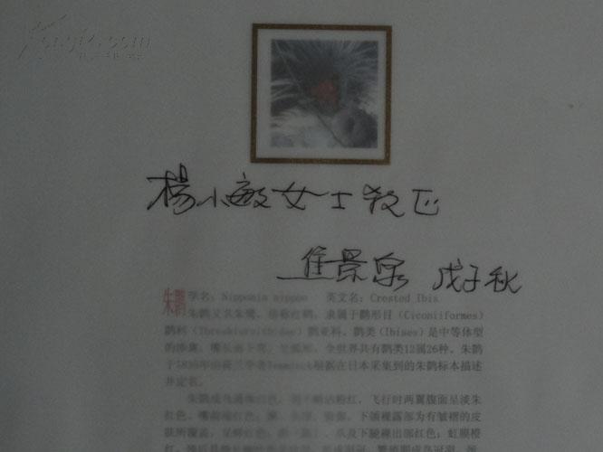 中国野生朱鹮（12开精装 铜版彩印 ）【焦景泉 签赠本】