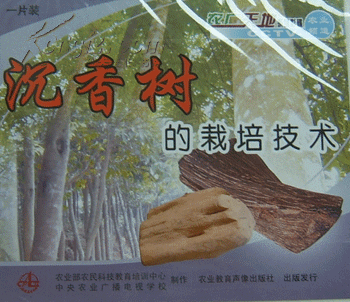 沉香树种植技术方法 沉香树人工种植教材