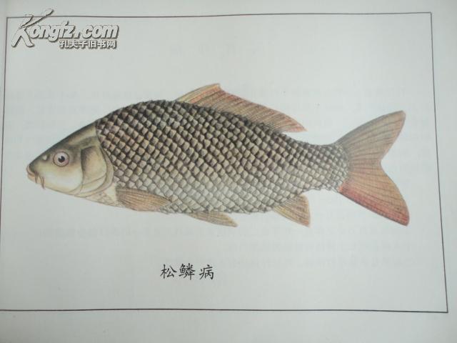 鱼病防治彩色图册