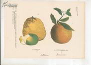 《1橙2柑子》果物类第一【东亚教育画馆编辑彩色植物图谱一页】】