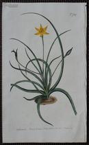 稀有精美图谱-1804年英国柯蒂斯植物铜版画709号－Hypoxis Serrata，手工上色