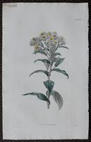 精美图谱-1824年英国柯蒂斯植物铜版画2468号－Antennaria，手工上色